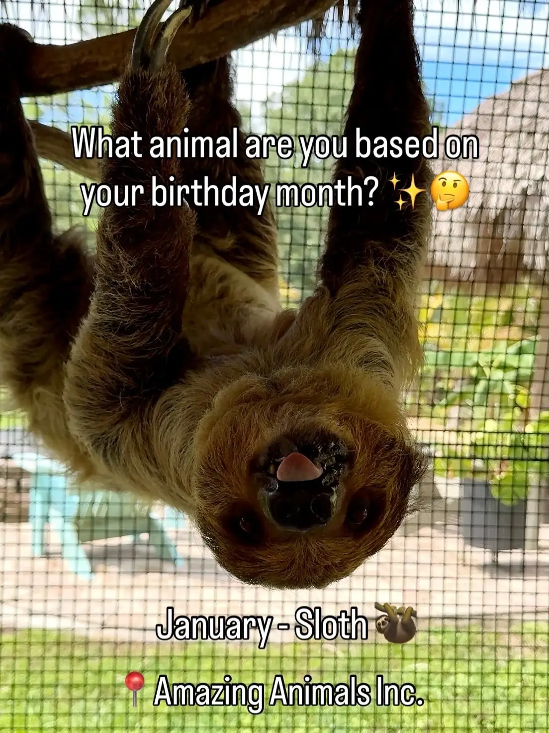 🤔✨ Let us know in the comments! 📍Amazing Animals Inc., Green Meadows Petting Farm, Gatorland, Wild Florida, Sea World Orlando #experiencekissimmee #mykissimmee #kissimmee #animals #pettingzoo   