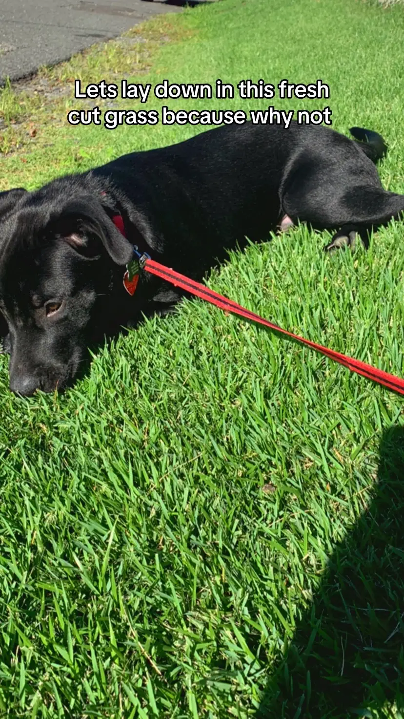 #rescue #dog #lab #Love #fyp  