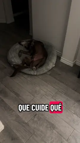 Estas mascotas de ahora 😂 #dog #chocolatelab 
