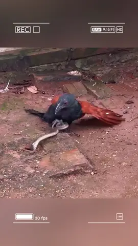 Coucal - the nightmare of venomous snakes. #wildanimals #animals #foryou 