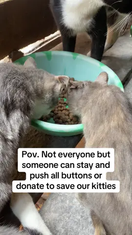 Pov. Not everyone but someone can stay and push all buttons or donate to save our kitties Pov. Not everyone but someone can stay and push all buttons or donate to save our kitties