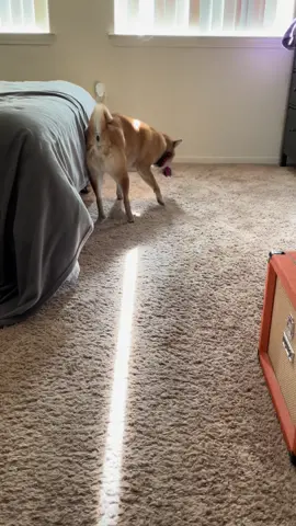 Sneaky sneaky #fyp #dogsoftiktok #shibainu #dog #shiba 