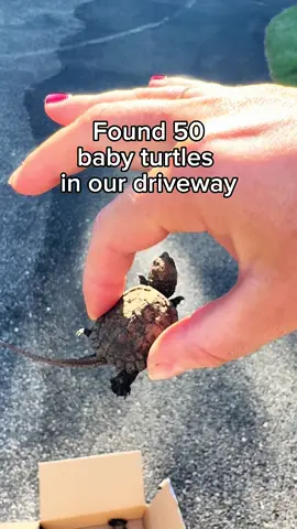 Not running but Too funny not to share #turtles #snapper #funny 