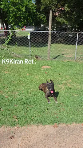 #venomvoice #retiredk9 #dutch  #demonslayer #obedience k9 kiran playing and reinforcement of obedience n voice commands . Flat collar offleash 