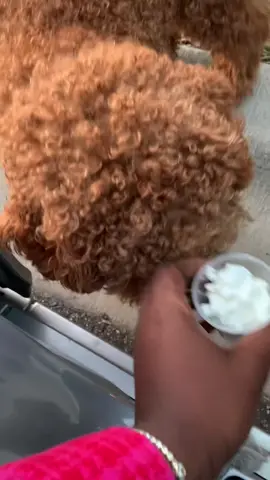 Starbucks would take all my money if they started charging for pup cups 😂 #fyp #dogmom #doodle #mnhairstylist 