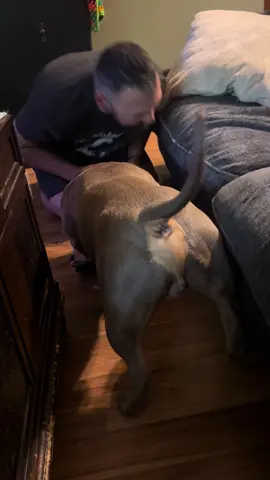 Play time got little ruff @Jesus Marrero629 #dog #pocketbully #bulldog 