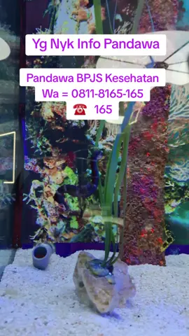Bag. 21, Banyak yg nyk info call center/pandwa BPJS Kesehatan dan Ketenagakerjaan, ni uda ada buat ya vt nya, izin ya @bpjskesehatan_ri dan @bpjsketenagakerjaan  utk berbagi info, semoga bermanfaat ya. terima kasih #budakcorporate #bpjskesehatan #bpjsketenagakerjaan #berbagiilmu #fypシ゚viral🖤tiktok 