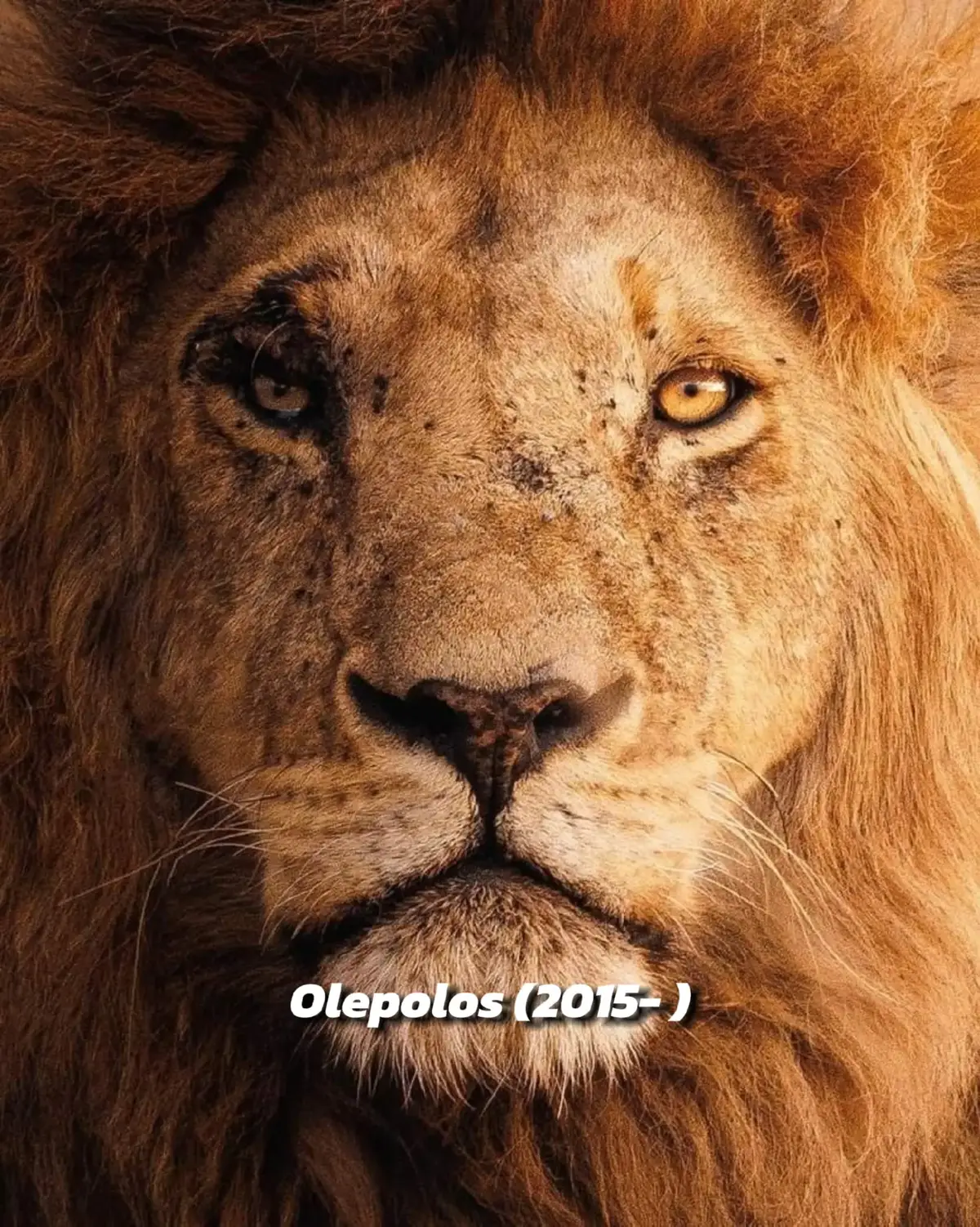 Legends  #lion #nature #africa #fyp #foryou 