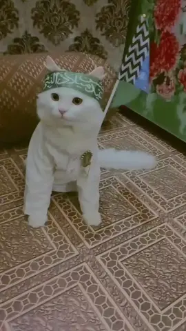 sarkar ki Aamad marhaba ❤️ #foryou #catvideo #catlovers #foryoupage #viral 