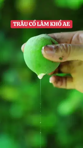 Trâu cổ làm khổ AE các anh mình ơi #nhàthuốchảiphongđường #trâucổ_tươi_khô 