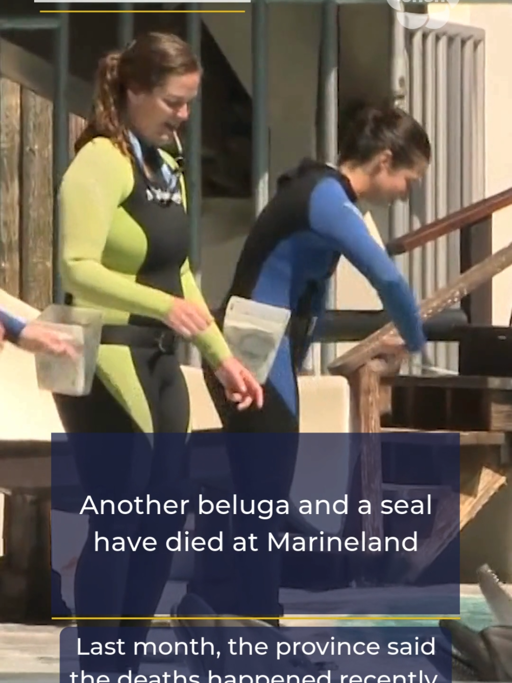 Another beluga whale and a harbour seal have died at Marineland. #niagara #niagarafalls #marineland #animalrights #animaladvocate 