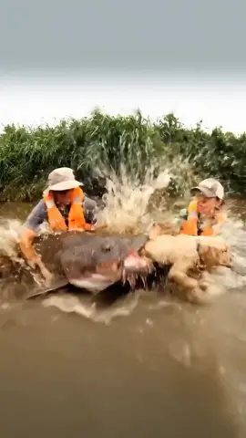 Dang Catfish thought my pup was today’s catch! I had to cancel their order and teach ’em a quick lesson on who runs this pond.  #irunthiscreek #pond #catfish #fishing #shark 