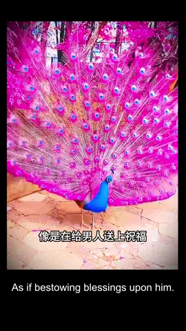 Animal rescue story: A man saved a peacock on the roadside, and the peacock actually spread its feathers to repay his kindness. The ending was so shocking #animals #pet #pets #petlover #wildlife 