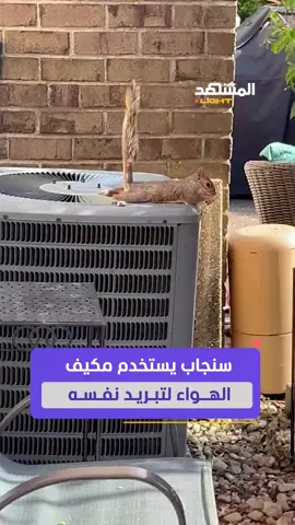 كأنه في عطلة صيفية.. سنجاب يستخدم مكيف الهواء لتبريد نفسه أثناء الأكل #الصيف #منوعات #المشهد_لايت #اخبار_المشهد