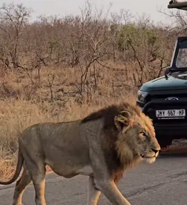 The traffic stops when the Kings are crossing! 🙌