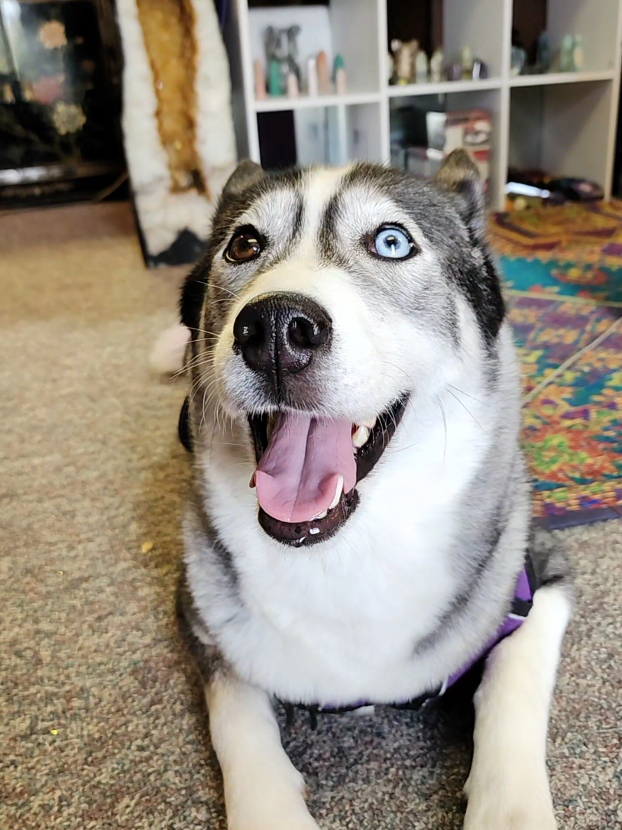 Trying this with my Siberian Husky who could care less. #siberianhusky #trend #Love #michaelbublé #fyp 