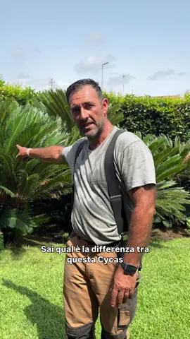 Femmina o Maschio?🌴 Ecco come distinguere il genere della Cycas! #cycas #giardiniereprofessionista #giardinaggio #giardinierecatania #catania🔵🔴 