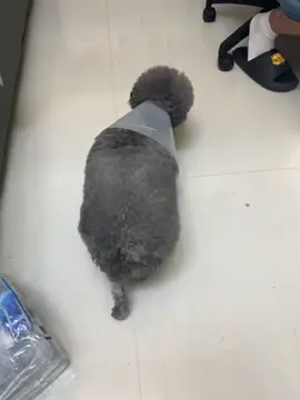 #pet #dog 