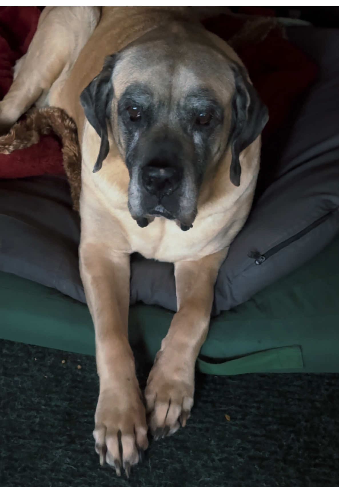 5 weeks with you 💔🌈🥹  #mastiff #seniordog #specialneeds #rescued #adoptedandloved 