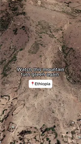 too dry to reforest? try us 😌 these trees were planted in one of the toughest climates imaginable: hot, dry weather and steep slopes. but they didn’t just survive. they’re bringing the mountain back to life. all made possible by our partner Green Ethiopia’s work on the ground 🫶 send this to someone who still thinks trees don’t do much 😭 #hopecore #reforestation #regreening #ethiopia #ecosia 