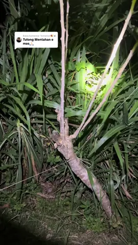 Membalas @Tentation💐☠️ yang minta mentahan #fyppp #viraltiktok #layanganmadura #maduraviral #fyppp 