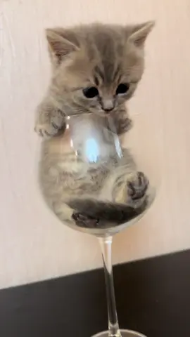 #funnycatsoftiktok😂😂😍cute #kitty #cats #kittens #fyp               