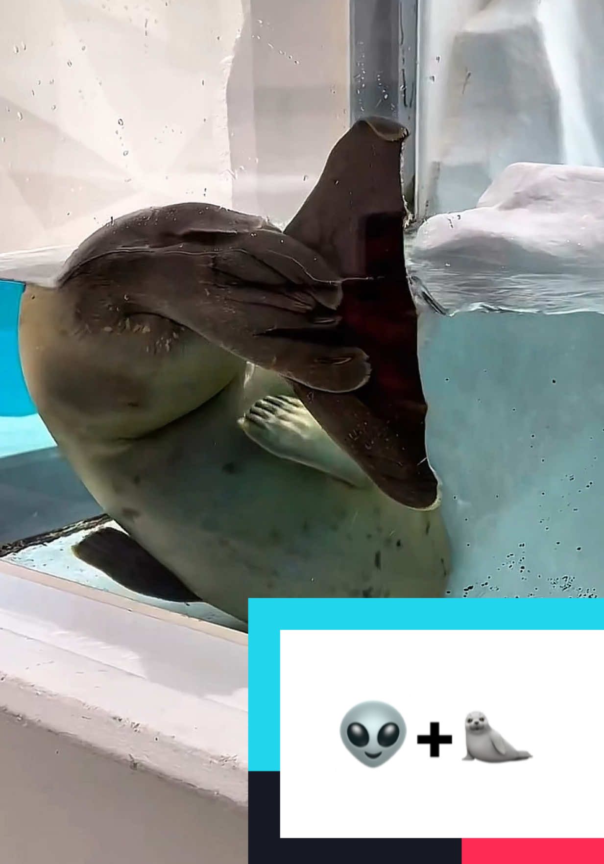 👽 👀 🦭 #sealife #sealtok #seal #cuteanimals #funnyanimals 