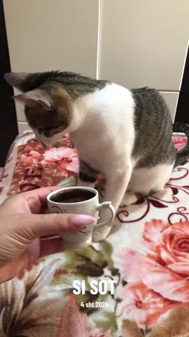 #nëkëtëditë