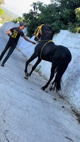 #khayl #المملكة_المغربية_الشريفة🇲🇦 #training #horse 