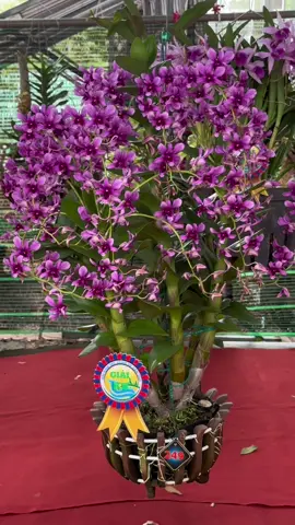 Những tác phẩm dendro nắng Thái luôn có sức hút tại các hội thi #Orchids #hoalan #xuhuong #dendro #dendronang 