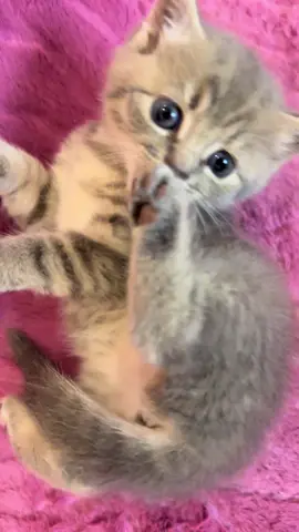 #funnycatsoftiktok😂😂😍cute #kitty #cats #kittens #fyp               