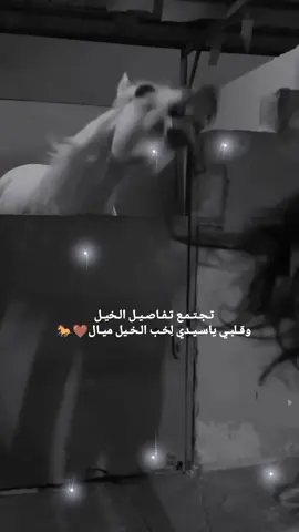 ميال وكتيررر🫶🏻❤️#الشعب_الصيني_ماله_حل😂😂 #مالي_خلق_احط_هاشتاقات 