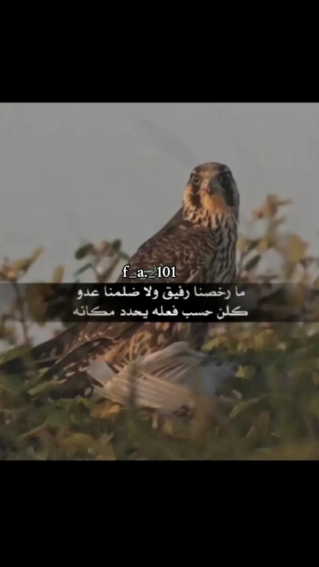 مارخصنا رفيق ولا ظلمنا عدو كلن حسب فعلة يحدد مكانه #قصيده_شعر_بوح_كلام_من_ذهب  #explore #قصيده  #قصايد_شعر_خواطر #___musically___ 