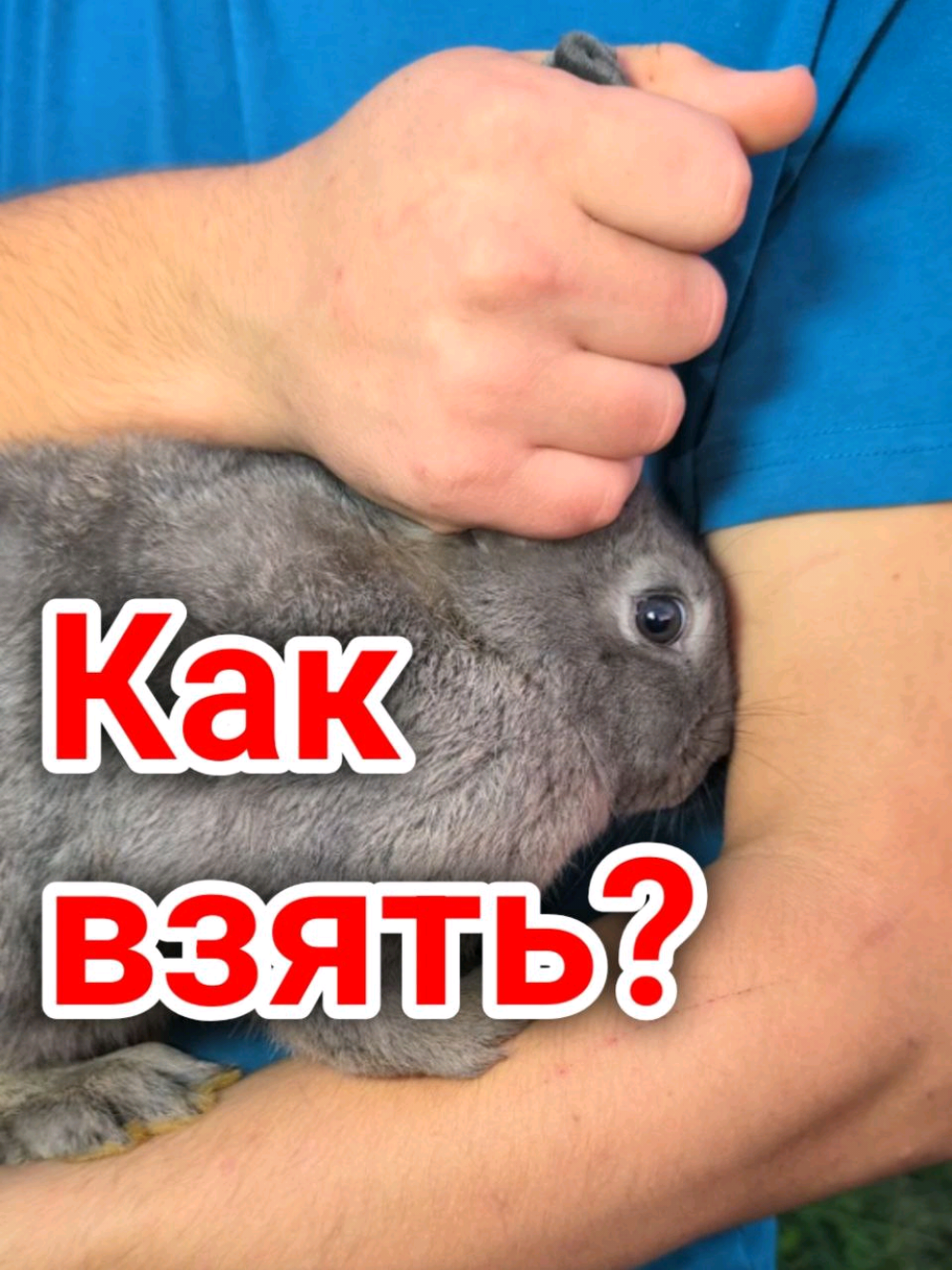 Как правильно взять кролика? 🤔 #деревня #кролик #животные #ответ #вопрос 