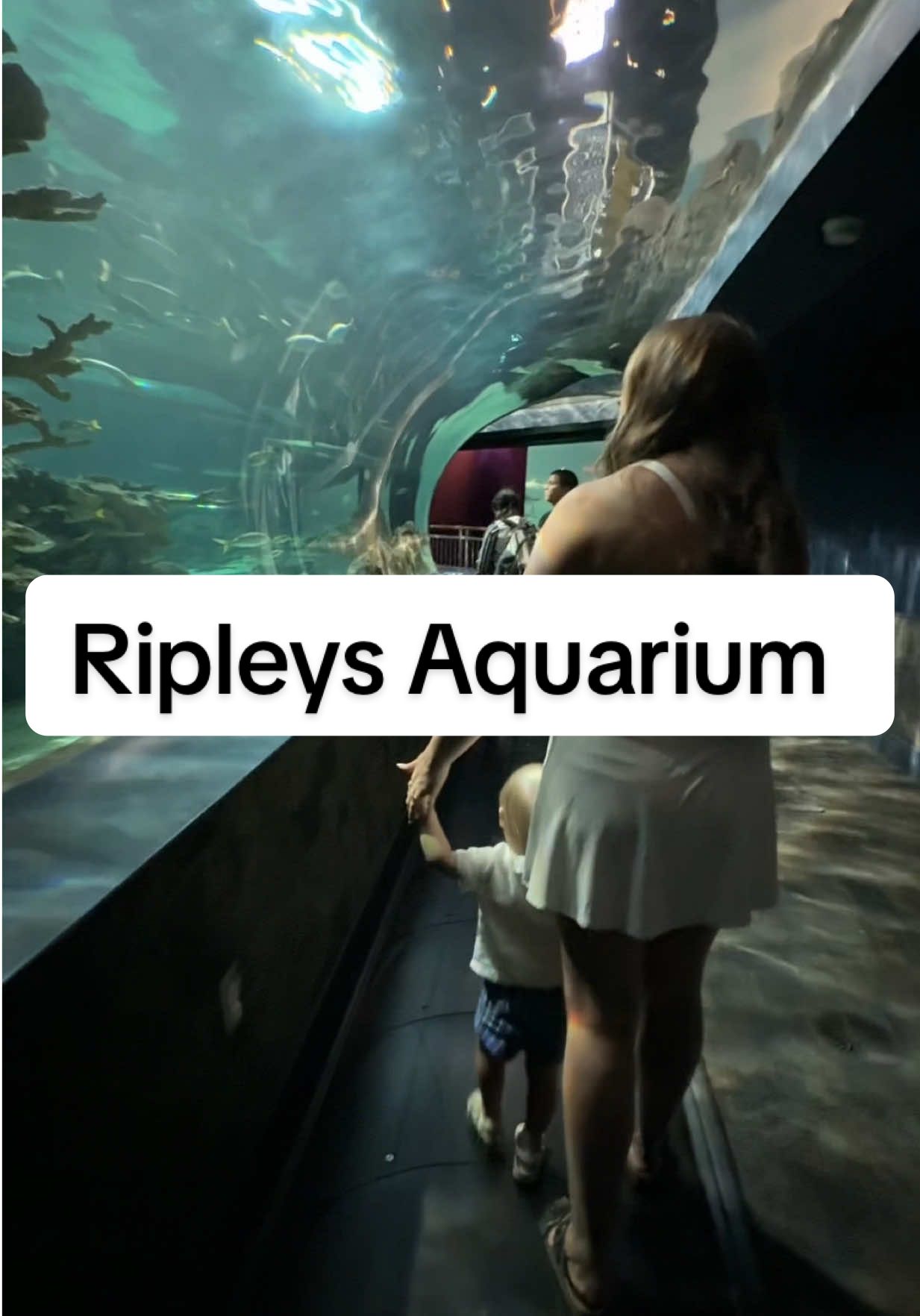 “What is that mama?!” Was the phrase of the day 🤣 #ripleysaquarium #aquarium #tenessee #toddlersoftiktok #travel 