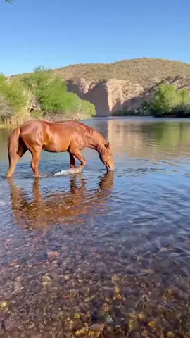 Four tigers surrounded the horse from all sides . #worldsanimals #wildlife #foryoupage #foryou 