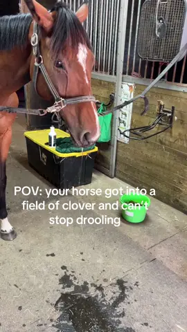 Not dangerous but certaily disgusting #fyp #horses #horsesoftiktok 