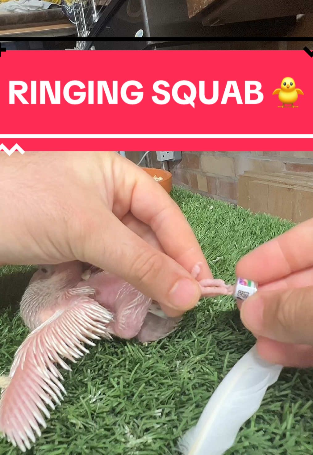 Ringing another squab #pigeon #babypigeon #squab #pigeonnest #birdtok🦜 