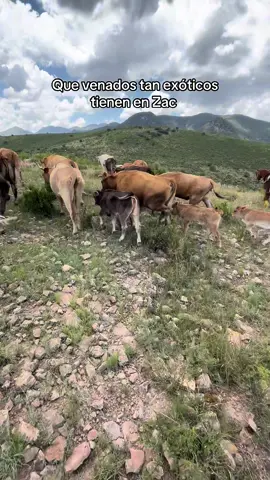 Si son o no ? #fyp #horse #rancho #tiktokmexico #deer 