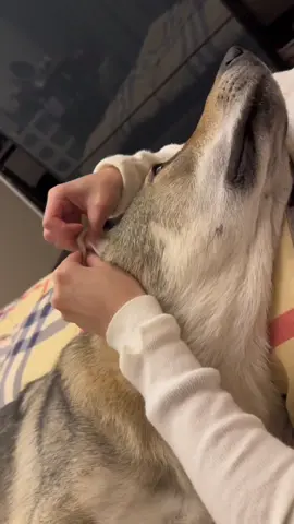 When you scratch your dog and they melt like butter in the sun 😂🐶 #DogComedy #PuppyLove #DogLife #FunnyDogs #DogHumor 