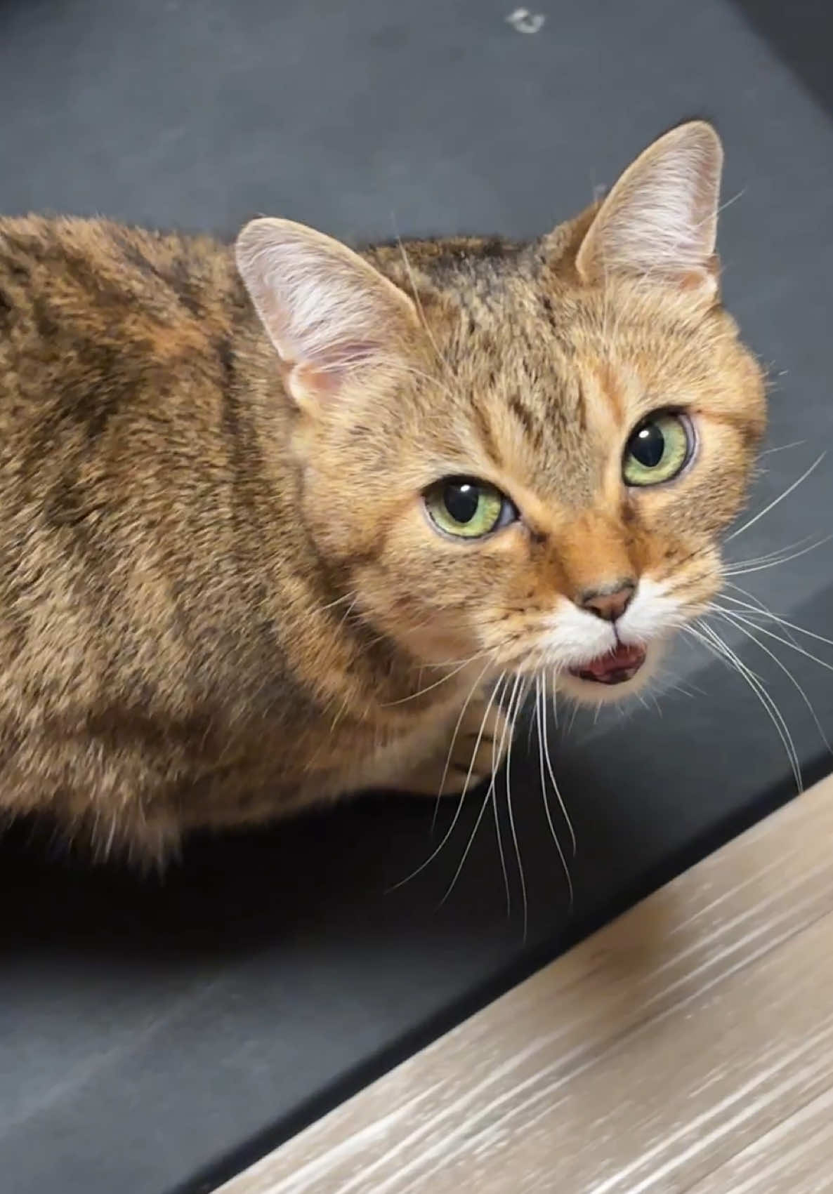 Cinnamon's daily performance #cattok #cinnamon #tabby #meow #cute
