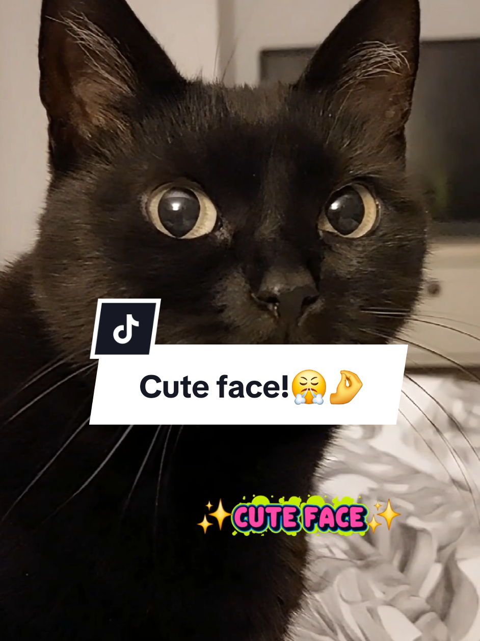 In one word: ✨️purrfection✨️!😤🤌 #catsoftiktok #funnyvideos #kittytheduchess #cats 