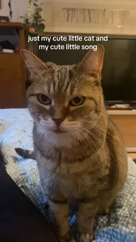 😺😺 staring and purring #cat #unreleased #bilingual #originalsong #cattok 