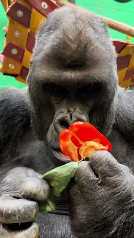 Damisi said no to the pepper seeds today! 🖤🦍  #gorilla #asmr #eating #zookeeperlife #fypage 