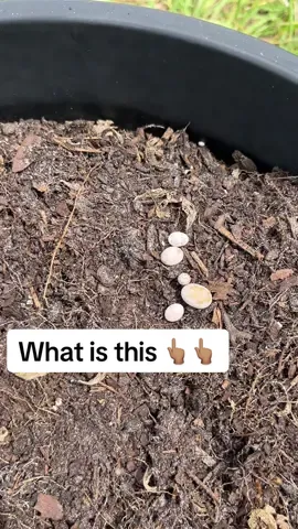 Please tell me what this is? I’m clueless and is it beneficial to the garden? Do I need to save them or what? #gardentok #gardening 