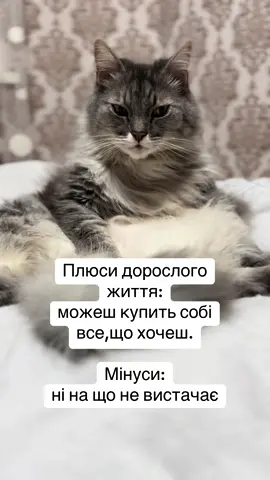 Плюси дорослого життя #дорослежитя #гуморукраїнською #кітукраїнець #жартиукраїнською #фінансоваграмотність 