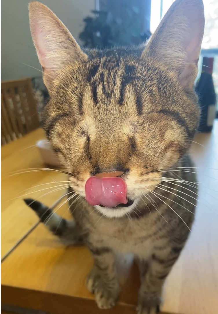 Dmitri is saying hello to you 💘 #blindcat #meow 