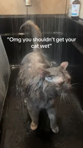 Pym yearns for the sog yall #pym #showercat #pymtheshowercat #soggy #soggytime 