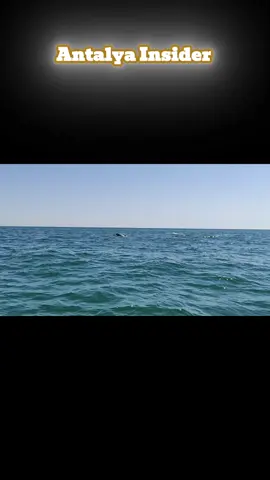 #AntalyaBucht  #DelfineFreiheit  #AntalyaInsider  #UrlaubAntalya  #SeaAdventure 