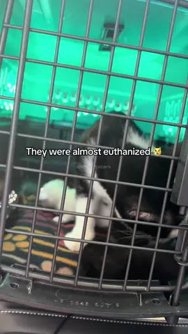 Thank you Rescued Pets Movement for saving this family before the clock ran out 😿  Texas is extremely overpopulated with hundreds of thousands of dogs and cats living on the streets and in shelters. The shelters physically don’t have enough space or resources to care for them all. Releasing them outside would be an even more painful death sentence. This is why euthanasia is forced to happen at overcrowded shelters across the USA.  Luckily, we can all help save lives by controlling the population; always get your animals fixed and encourage  others to do the same. And adopt instead of buying from breeders! #adoptdontshop #adoptapet #shelterpets #fosterhome #fosterkittens